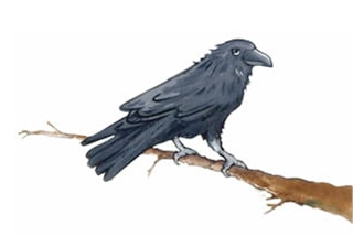 Crow In Tree by Shari Albers
